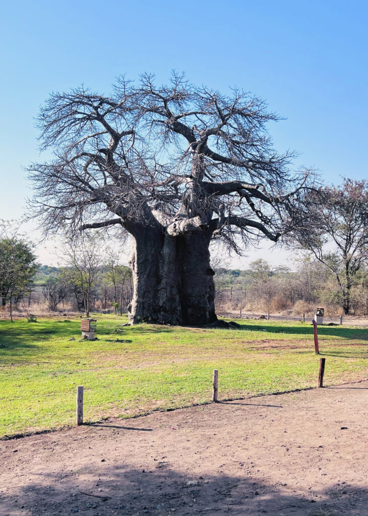 A baobab in Kasane, Botswana
