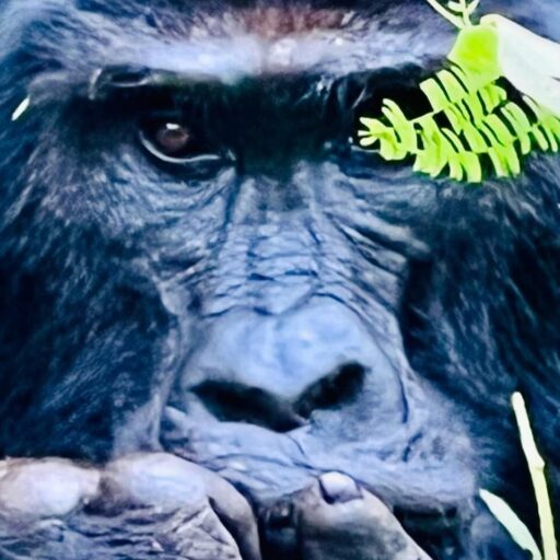 Uganda Gorilla Adventure